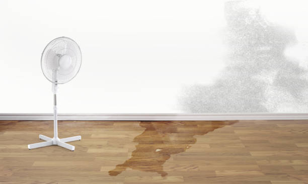 Best Local water damage restoration  in Adel, GA